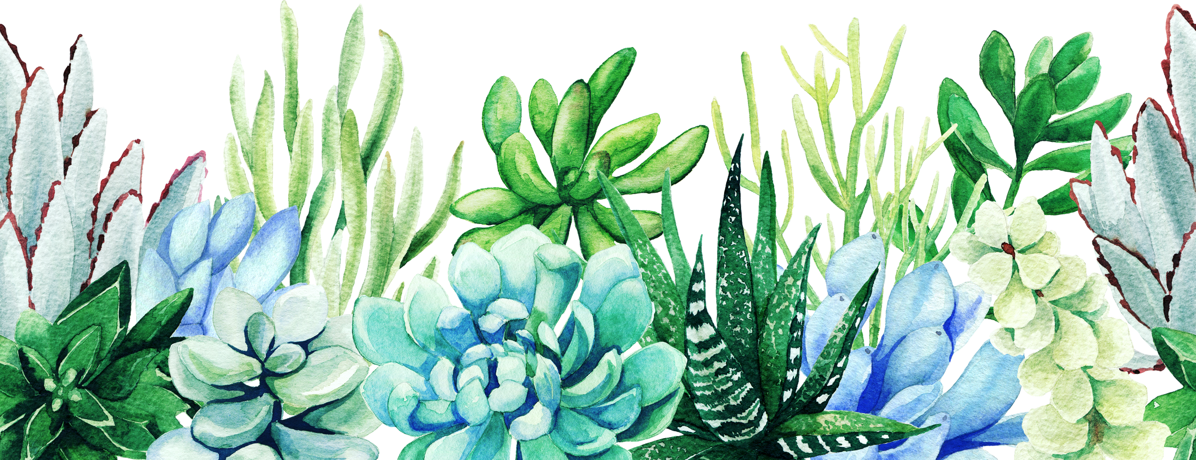  Succulent Plants Illustration 
